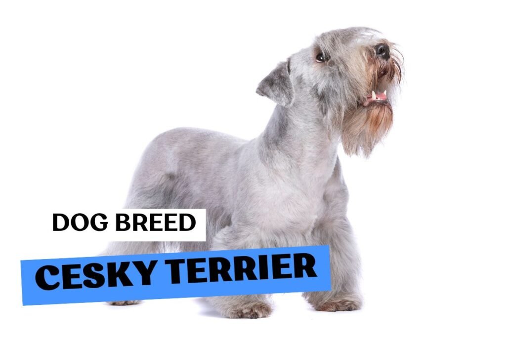 Dog Cesky Terrier