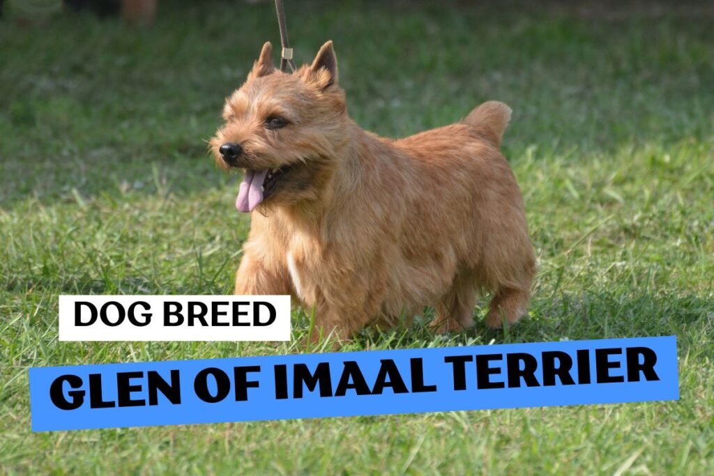 Dog Glen of Imaal Terrier