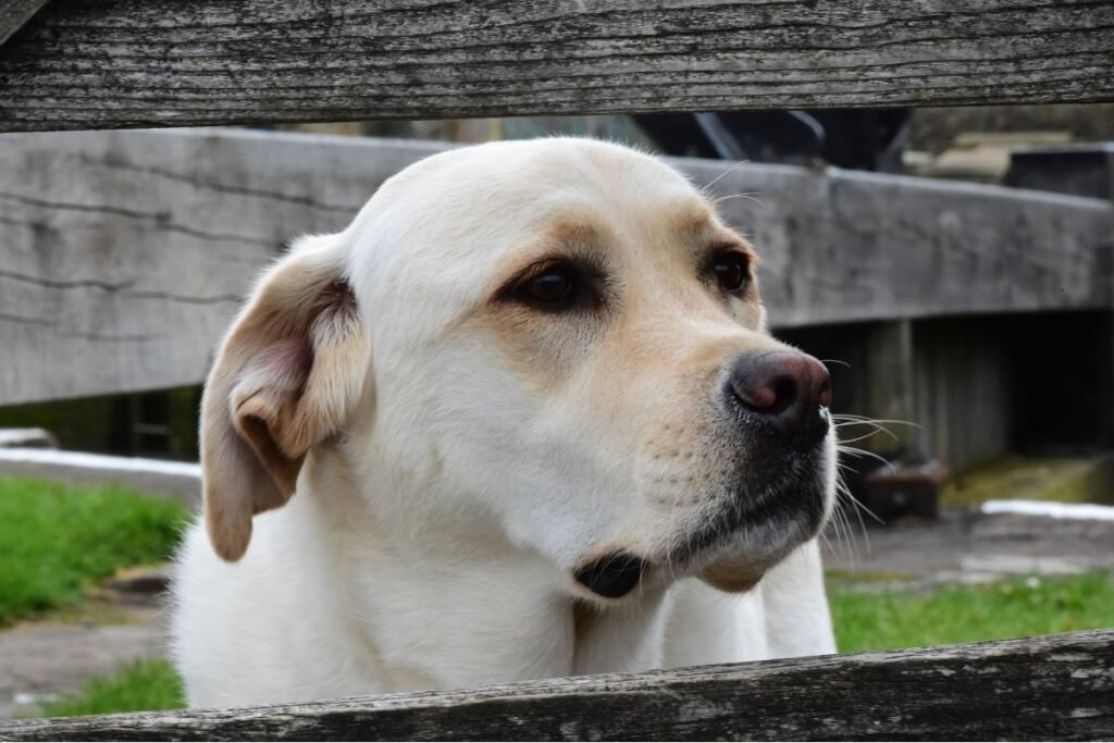 Dog Labrador Retriever