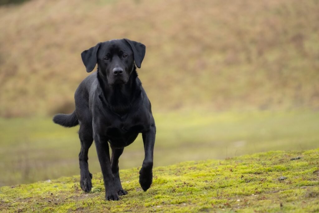 Dog Labrador Retriever