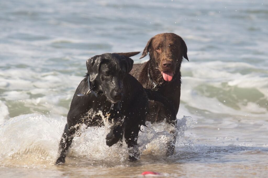Dog Labrador Retriever