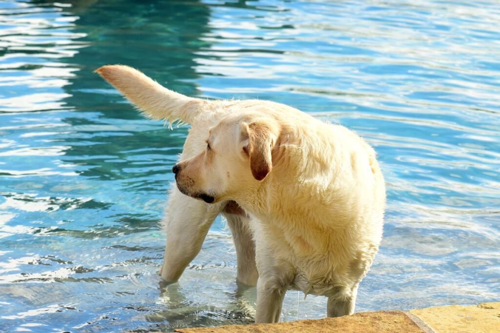 Dog Labrador Retriever