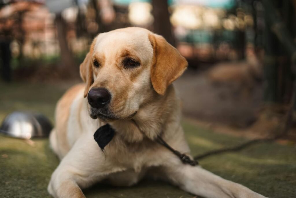 Dog Labrador Retriever