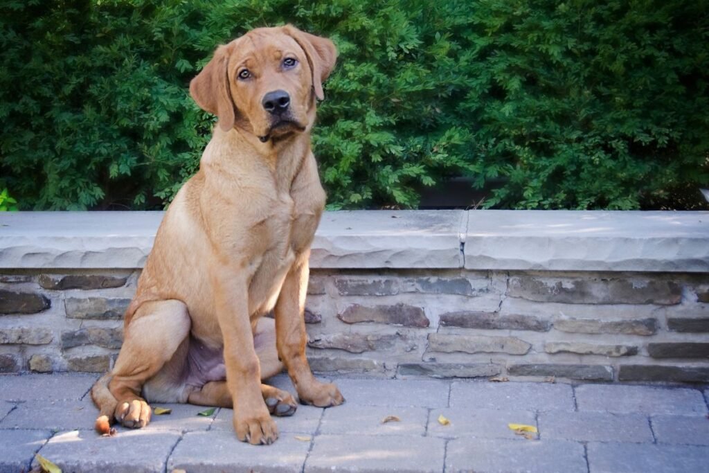 Dog Fox Red Labrador Retriever