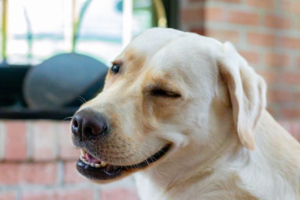 Dog Labrador Retriever