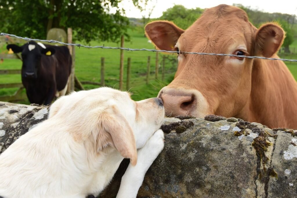 Dog Labrador Retriever
