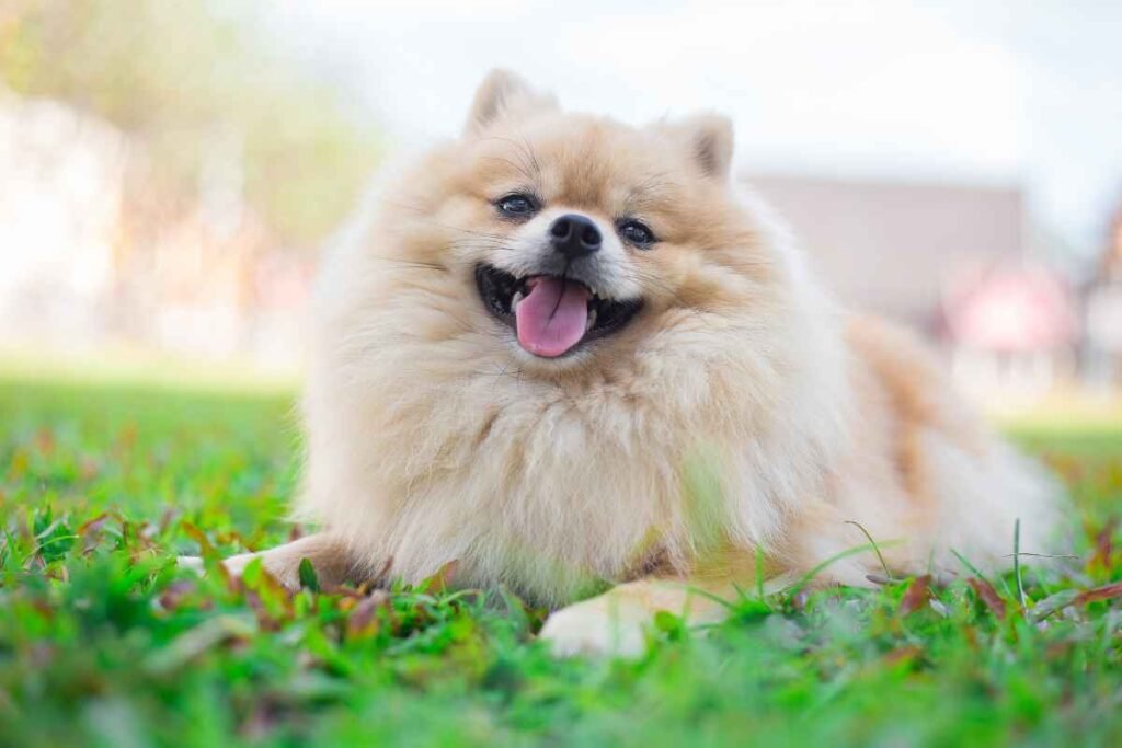 Dog Pomeranian