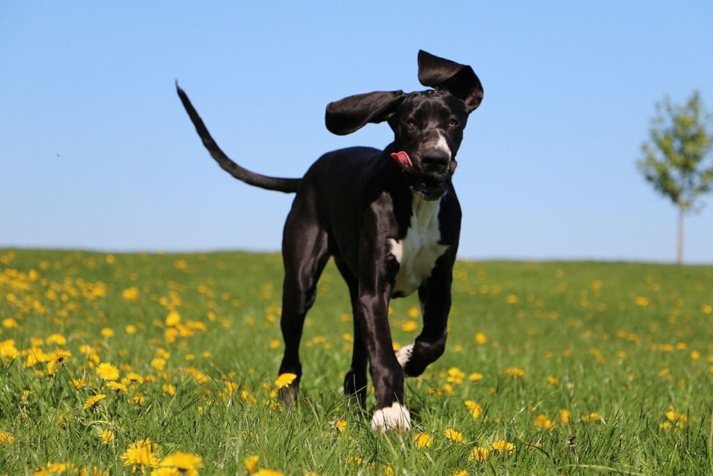 Dog Great Dane