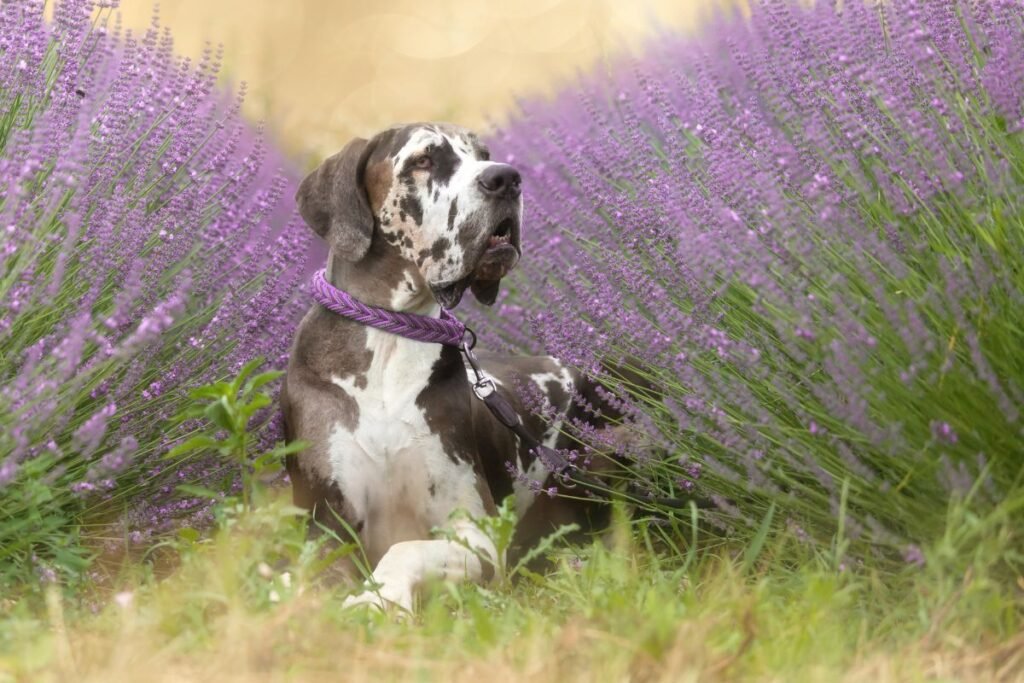 Dog Great Dane