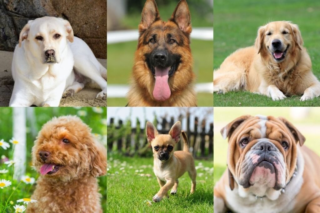 Dog breeds